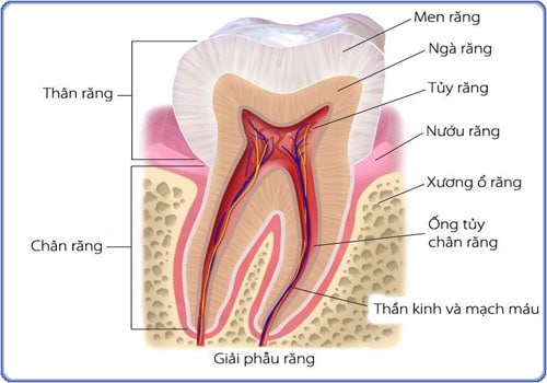 Tooth structure